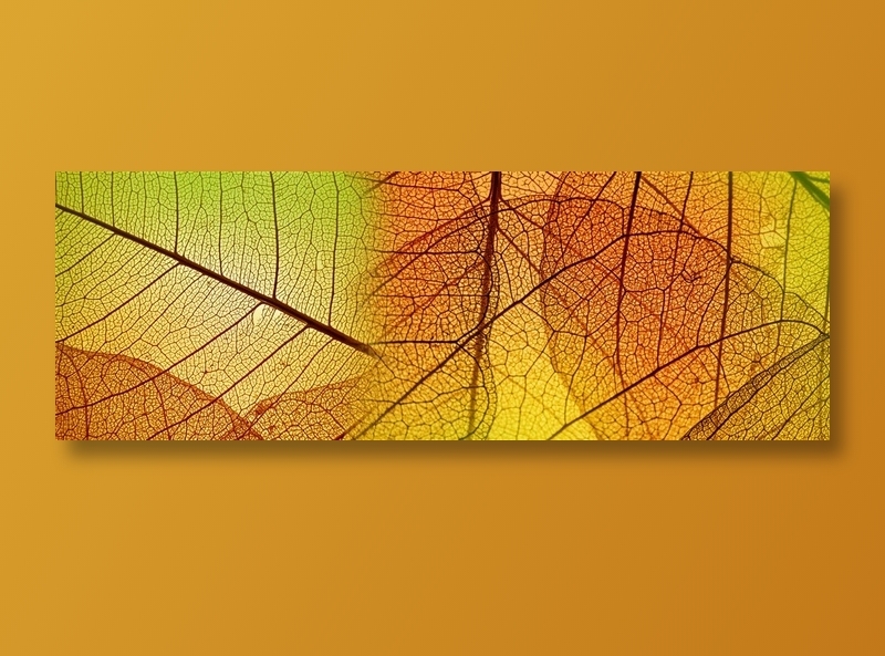 彩色渐变树叶纹理背景高清图片