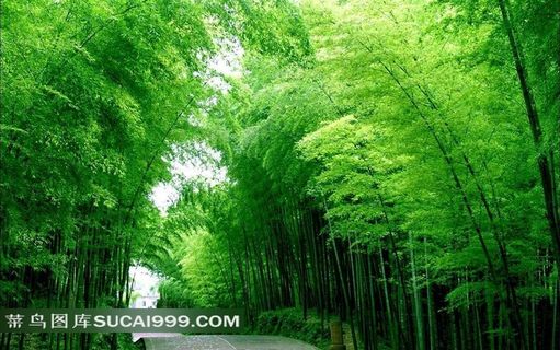 树林风光风景图片