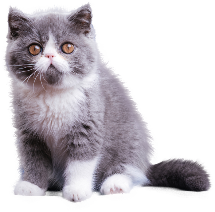 免扣素材实物猫咪摄影