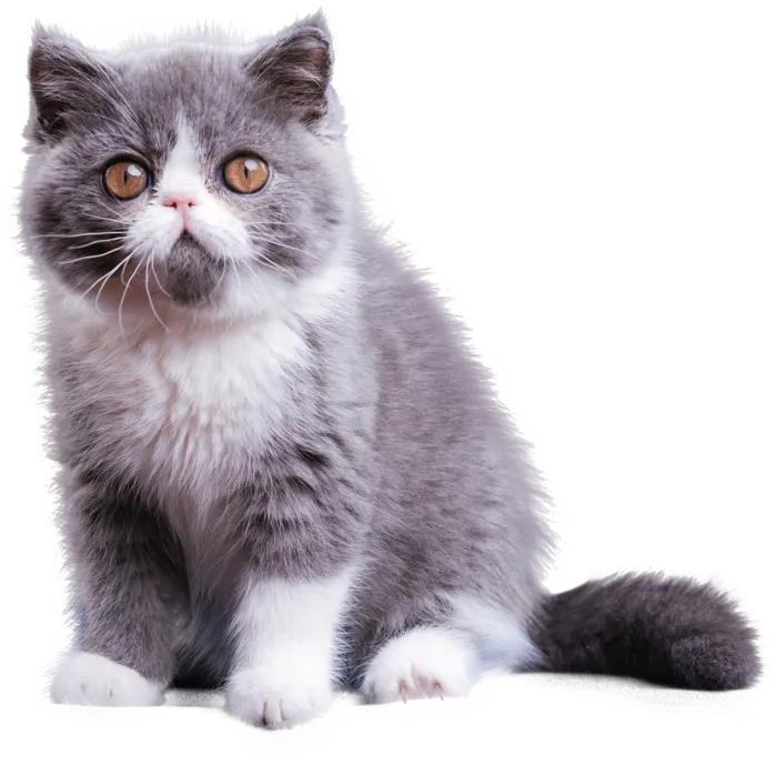 免扣素材实物猫咪摄影