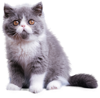 免扣素材实物猫咪摄影