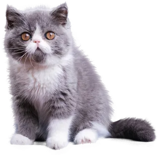 免扣素材实物猫咪摄影