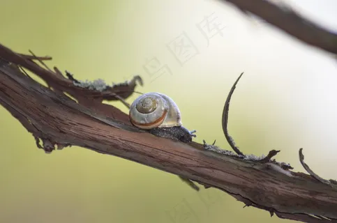 树干上的蜗牛图片 树干上的蜗牛图片