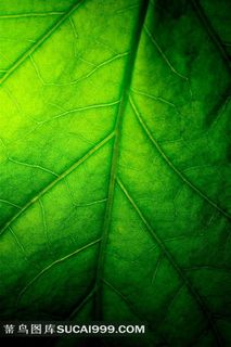 翠绿的树叶底纹高清图片