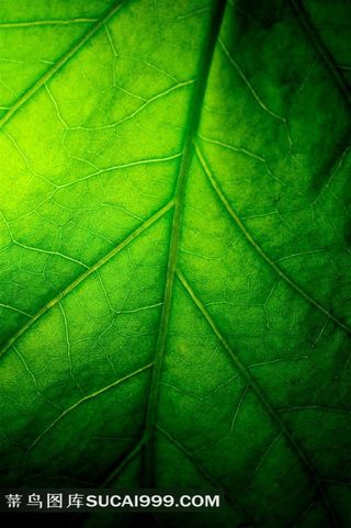 翠绿的树叶底纹高清图片