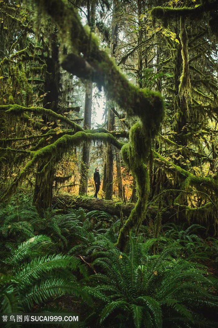 林荫森林绿色茂盛