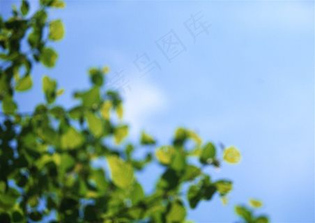 森林的树缝穿过的光美丽的图片素材