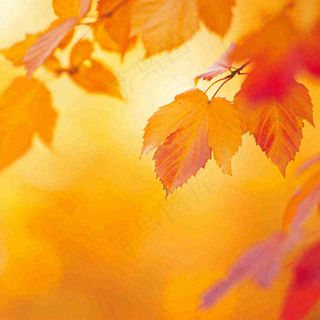 秋天秋意黄色落叶枫叶意境，秋分立秋摄影图