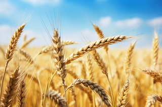 秋天蓝天白云下的小麦田麦穗摄影图