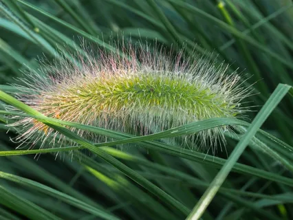 狗尾巴草高清图片 狗尾巴草高清图片