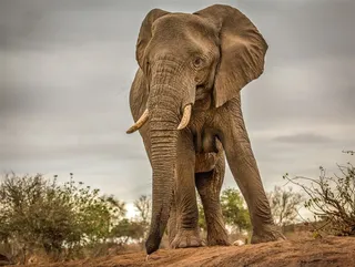 唯美野生动物山顶上的大象图片