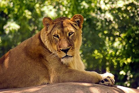 棕色大狮子图片
