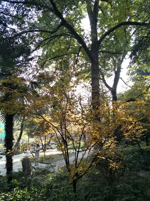 秋天的树木