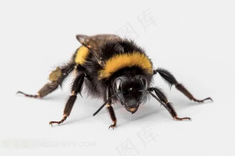 高清蜜蜂图片