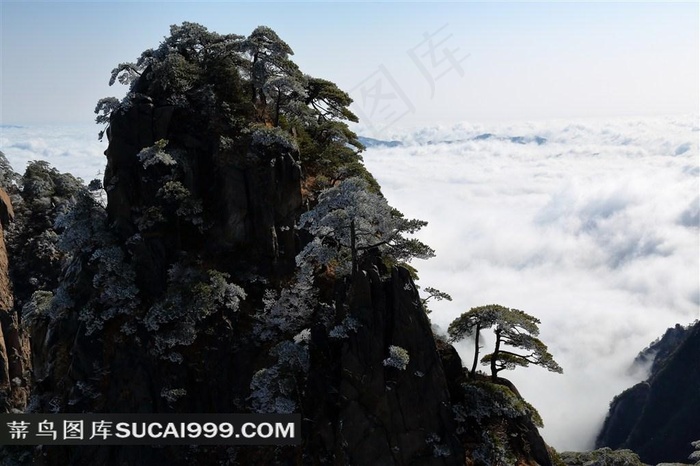 安徽黄山奇松风景图