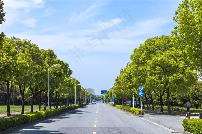 校园林荫小路