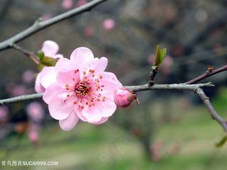 唯美梅花鲜花图片