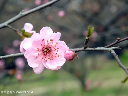 唯美梅花鲜花图片 唯美梅花鲜花图片