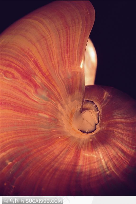 螺旋纹贝壳（放大）