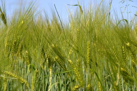 绿色小麦麦穗图片