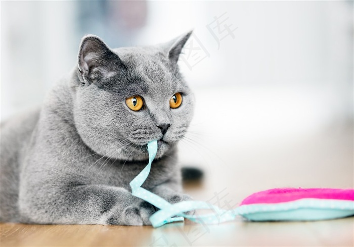 咬线头的可爱猫咪图片