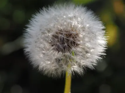 蒲公英摄影图 蒲公英摄影图