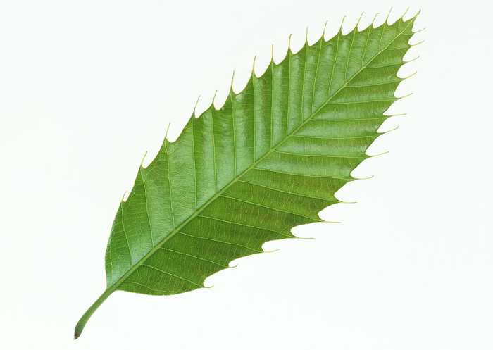 叶媚树叶十七