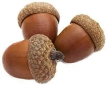 橡子 PNG 图像免抠(220x175)