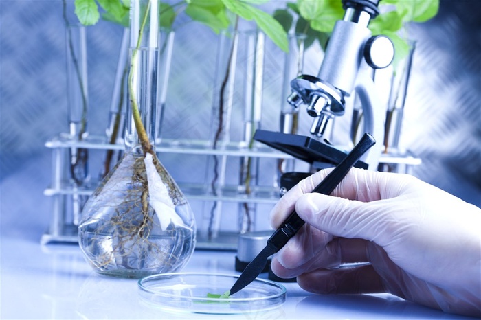 样品旁边观察植物叶子的高清摄影图片
