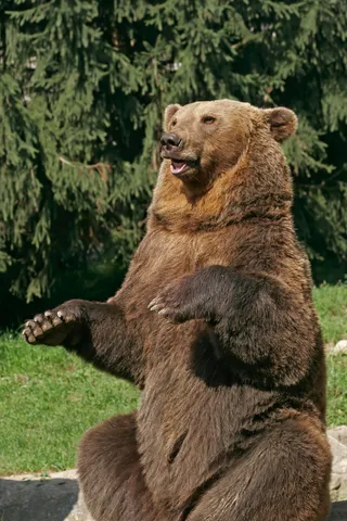 熊,茶色,学校宴会,牢房,农业市集,濒危物种,安全,人工饲养动物