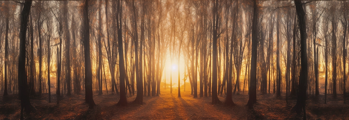 日出日落阳光照射在森林的树上摄影图