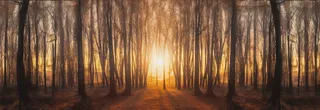 日出日落阳光照射在森林的树上摄影图