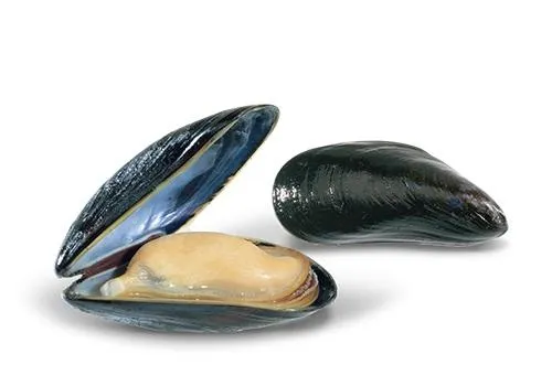 贻贝 PNG免抠(500x350)