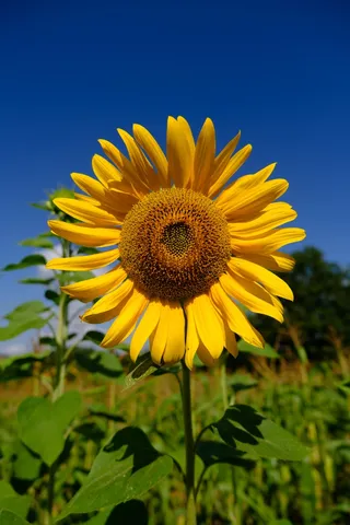 黄色向日葵摄影素材