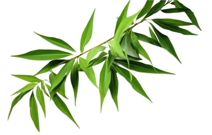 竹叶免抠(1376x880)