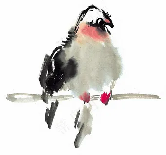 鸟禽大图美图素材