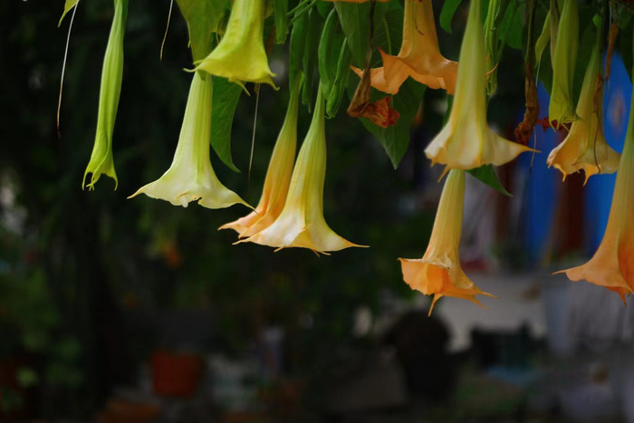 曼陀罗花背景图