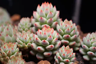 多肉植物盆栽摄影图