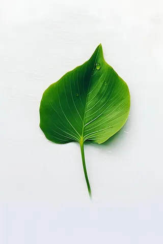 白底绿叶简约清新背景