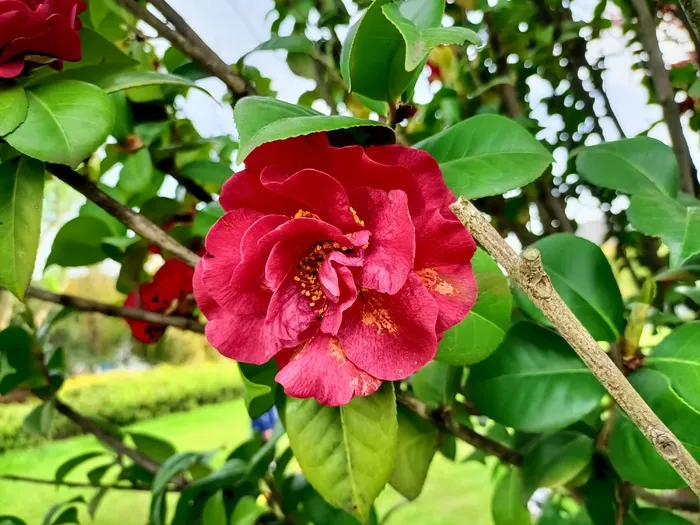 火红山茶花