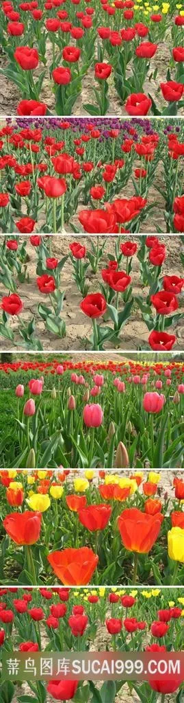 红色郁金香鲜花素材