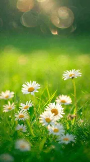 春天夏天草地绿叶小花阳光温馨，春分惊蛰谷雨摄影图