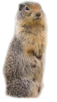 海狸 PNG免抠(230x413)