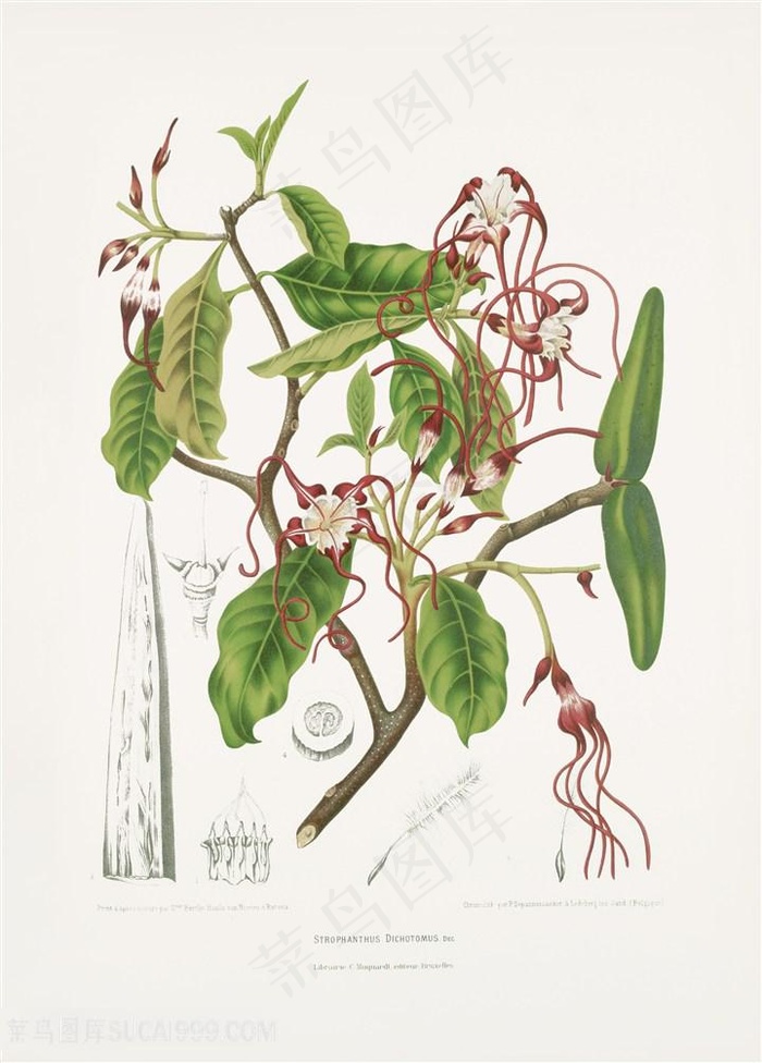 手绘绿色植物插画图片