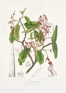 手绘绿色植物插画图片 手绘绿色植物插画图片