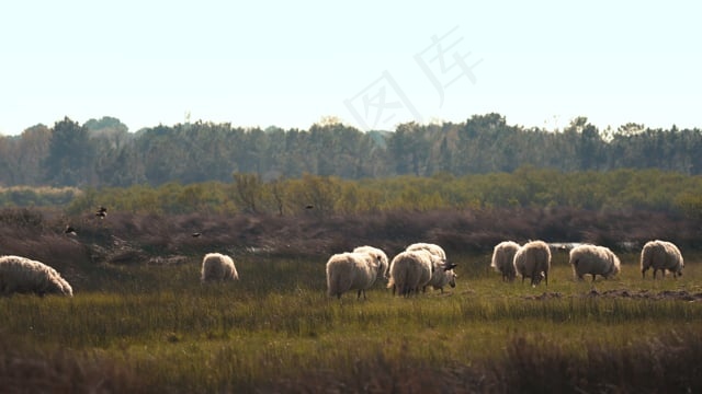 羊, 鸟类, 荒野, 动物, 欧洲盘羊, 哺乳动物
