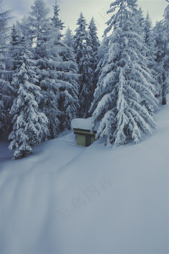 被大雪覆盖的松树林高清图片