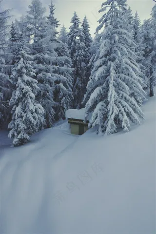 被大雪覆盖的松树林高清图片