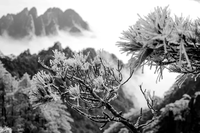 安徽黄山雪景树挂图片-第2张