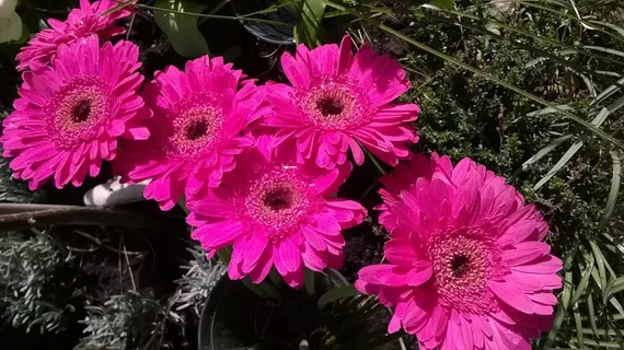 艳丽菊花花朵图片 艳丽菊花花朵图片